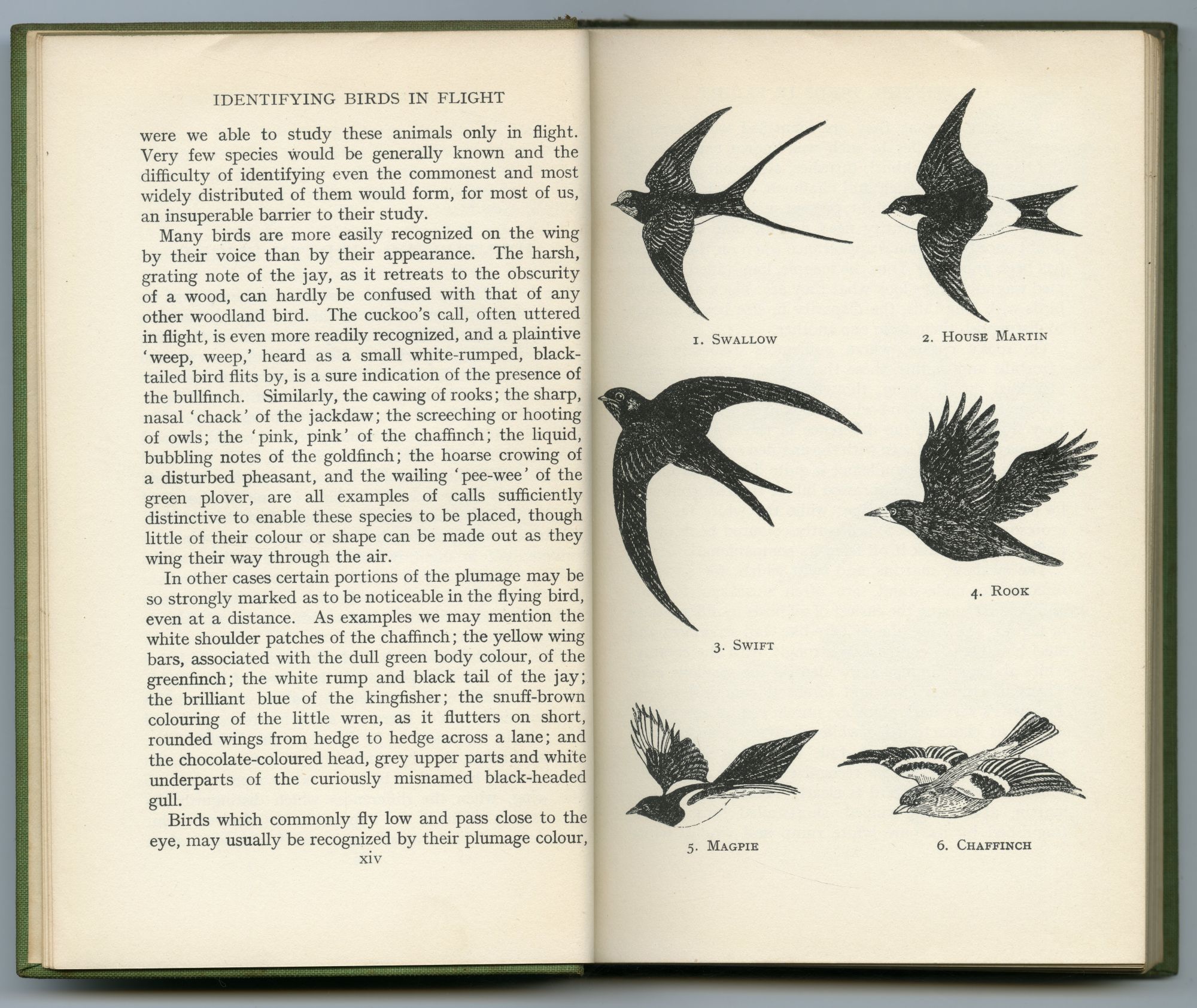 『NAME THIS BIRD』（1934年、DENT）のページから01